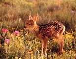 Mount Sibillini National Park